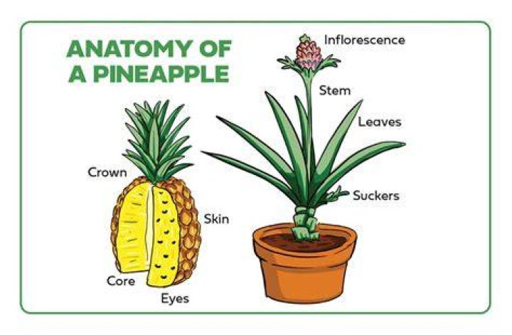 Does pineapple have another name?
